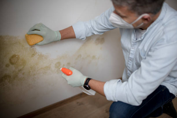 Best Mold Damage Repair  in Arcadia, SC