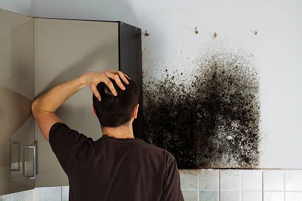 Best Mold Removal and Inspection  in Arcadia, SC