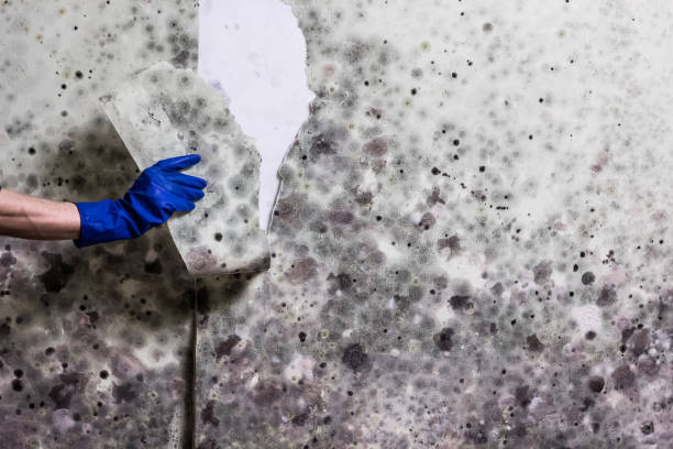 Best Commercial Mold Removal  in Arcadia, SC