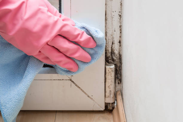 Best Local Mold Removal Service  in Arcadia, SC