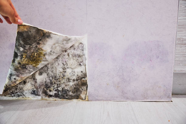 Best Residential Mold Removal  in Arcadia, SC
